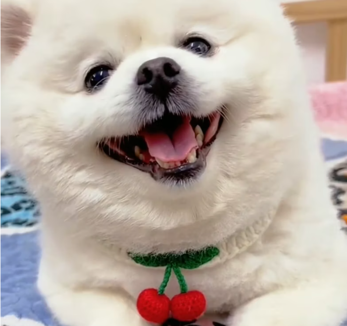 T2201010,They call it cute but this dog once knew only fear and hunger 😢 #animalrescue #lovedogs