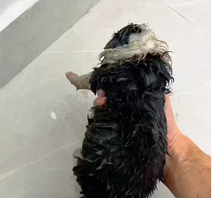 T2201013,This smile came after a journey filled with pain and waiting 💔 #animalrescue #hope