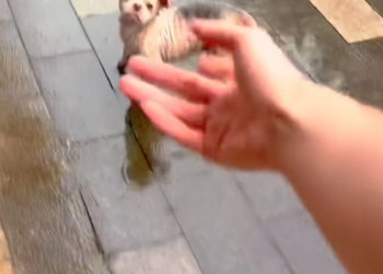 T2201014,Loving animals starts with caring for the ones no one sees 😢 #animalrescue #compassion