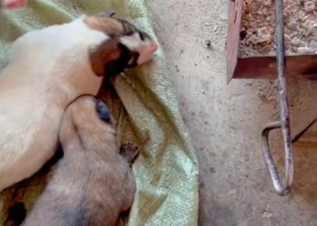 T2201015,Behind this cute moment is a life that almost gave up 💔 #animalrescue #lovedogs