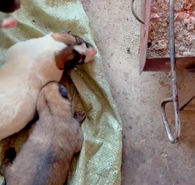 T2201015,Behind this cute moment is a life that almost gave up 💔 #animalrescue #lovedogs