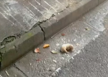 T2201017,So small so gentle yet life was never fair to this dog 💔 #animalrescue #dogstory