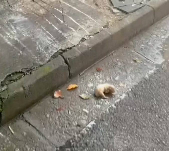 T2201017,So small so gentle yet life was never fair to this dog 💔 #animalrescue #dogstory