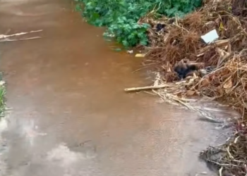 T2201018,Cute faces do not show the nights spent cold and alone 😢 #animalrescue #lovedogs