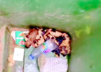 T2201019,Caring for animals is caring for life itself 💔 #animalrescue #compassion