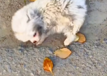 T2201020,Behind this adorable look is a past full of struggle and fear 😢 #dogrescue #animalhope