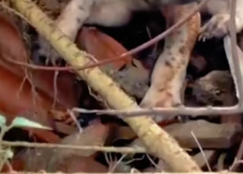 T2201022,Cute videos never tell how close this dog was to being lost forever 😢 #animalrescue #hope