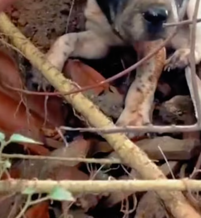 T2201022,Cute videos never tell how close this dog was to being lost forever 😢 #animalrescue #hope