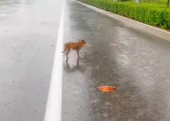 T2201023,This dog story did not start with love but it found it eventually 💔 #animalrescue #dogstory