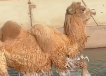 T2201024,Rescued from deep canals these camels were exhausted and terrified help came just in time 💔 #animalrescue #wildlife