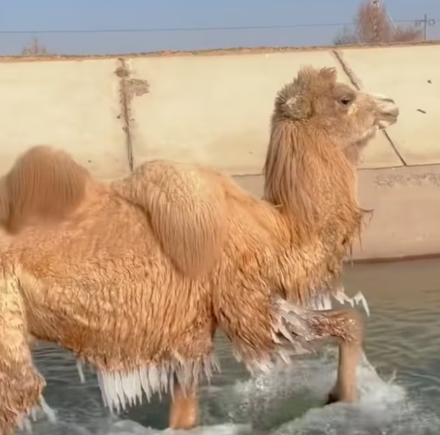 T2201024,Rescued from deep canals these camels were exhausted and terrified help came just in time 💔 #animalrescue #wildlife