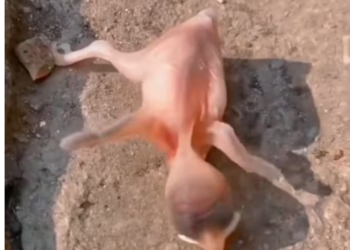 T2201025,Small and fragile birds also suffer silently when no one looks 😢 #animalrescue #compassion