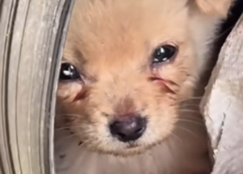 T2201027,Just a number to some but a life full of fear and hope 💔 #animalrescue #kindness