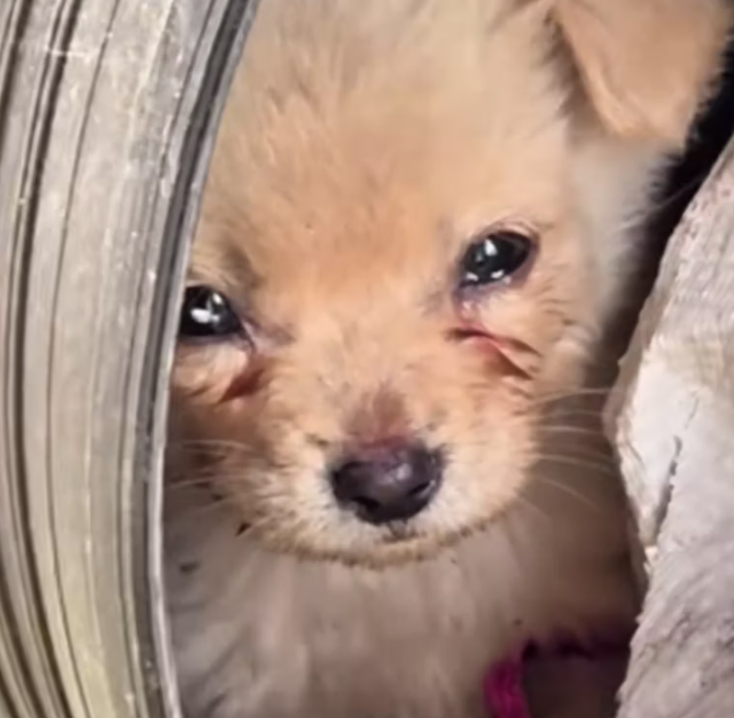 T2201027,Just a number to some but a life full of fear and hope 💔 #animalrescue #kindness