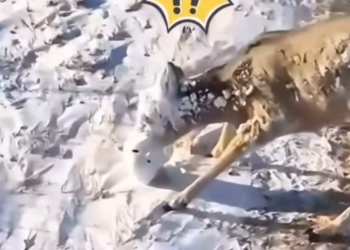 T2201028,Unknown and unseen yet still deserving of care 😢 #animalrescue #saveanimals