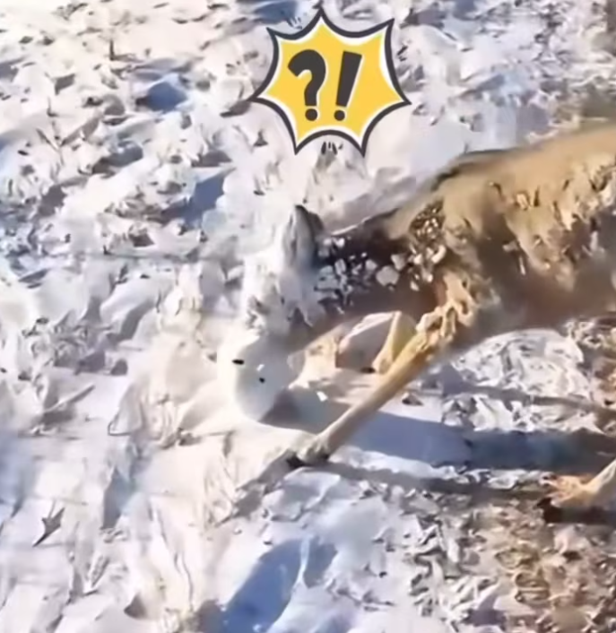 T2201028,Unknown and unseen yet still deserving of care 😢 #animalrescue #saveanimals