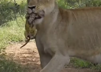 T2201029,Even without a caption the suffering was real 💔 #animalrescue #compassion