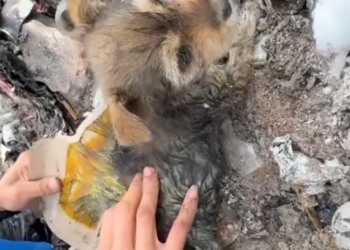 T2201031,No name no story but still worthy of love 😢 #animalrescue #kindness