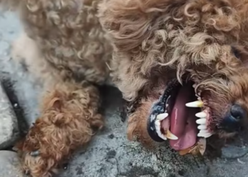 T0301023 Each shake of his body told a story.