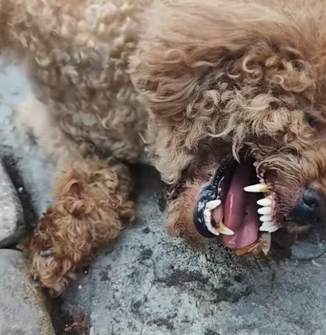 T0301023 Each shake of his body told a story.