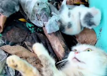 T2201032,Another forgotten soul hoping for mercy 💔 #animalrescue #saveanimals