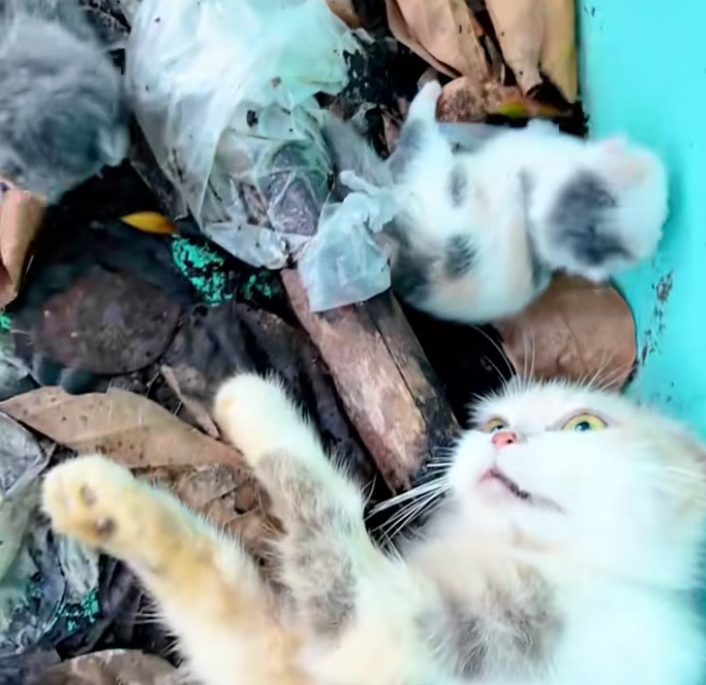 T2201032,Another forgotten soul hoping for mercy 💔 #animalrescue #saveanimals