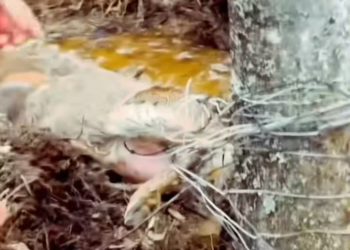 T2201033,Unnoticed and unheard yet still fighting to survive 😢 #animalrescue #compassion