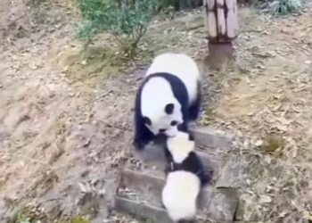 T2201035,No words were written but the pain was real 😢 #animalrescue #kindness