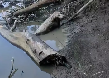 T2201036,This animal past was silent but its suffering was not 💔 #animalrescue #saveanimals