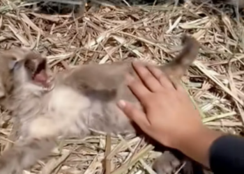 T2201037,No caption could describe the fear this life once felt 😢 #animalrescue #compassion