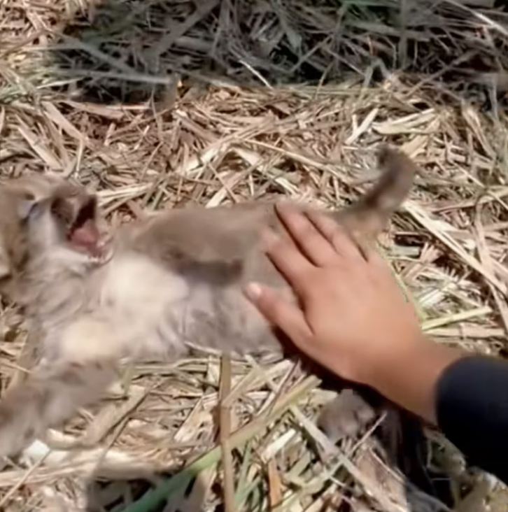 T2201037,No caption could describe the fear this life once felt 😢 #animalrescue #compassion