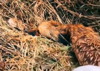 T2201038,Just another forgotten life that deserved care 💔 #animalrescue #hope