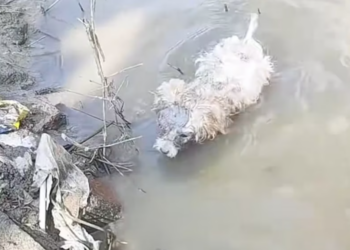 T2201039,Unknown to the world but not without value 😢 #animalrescue #saveanimals