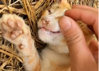 T2201040,Even without a story saving a life always matters 💔 #animalrescue #choosekindness