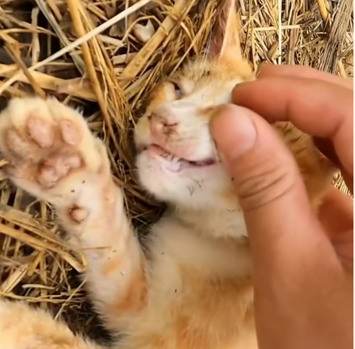 T2201040,Even without a story saving a life always matters 💔 #animalrescue #choosekindness