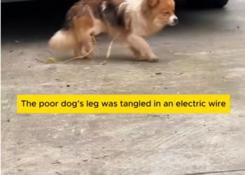 T1601036 Fear was bigger than pain in those eyes.