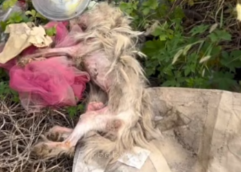 T0412038 rescue abandoned animals #fyp #dogs #foryou #helpanimals #loveanimals