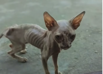 T3012023 found very thin stray cat.It so pitiful.