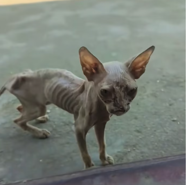 T3012023 found very thin stray cat.It so pitiful.