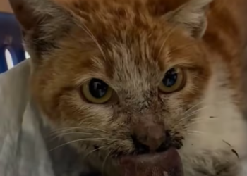 T0301024 Hunger, fear, and endless waiting.