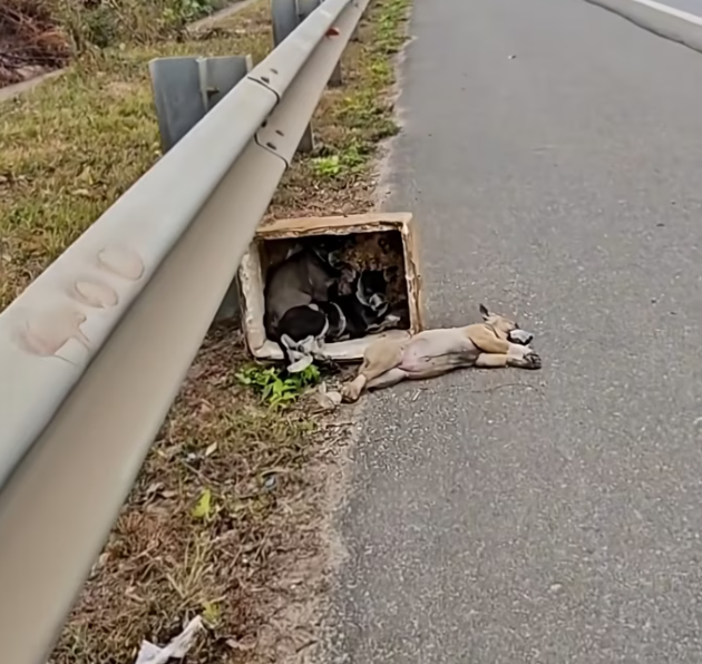 T1201035 Every cry was a plea for mercy.