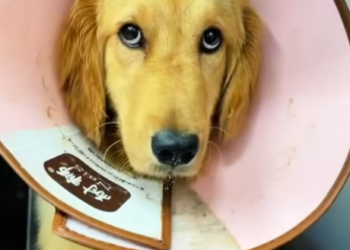 T2401001,Every rescue begins with a small act of compassion that quietly saves a life and restores hope 💔 #animalrescue #kindness