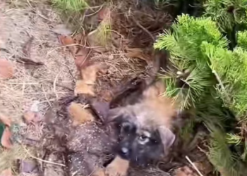 T2401004,A fragile body and a tired soul found strength again through love and patience 😢 #animalrescue #hope