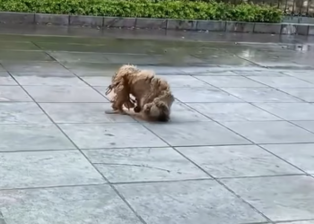 T2401005,Saved not only from the streets but welcomed into a family that chose not to give up 💔 #animalrescue #foreverhome