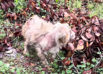 T2401006,From shaking in the darkness to resting safely in warmth a quiet miracle 😢 #animalrescue #secondchance