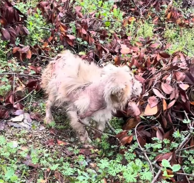 T2401006,From shaking in the darkness to resting safely in warmth a quiet miracle 😢 #animalrescue #secondchance