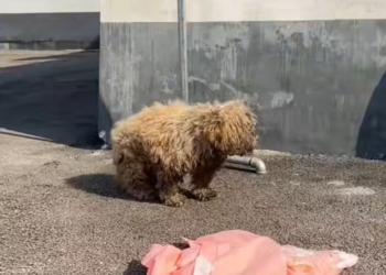 T2401007,All it takes is one kind heart to turn a forgotten life into a story of hope 💔 #animalrescue #compassion