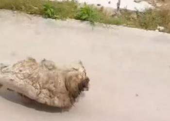 T2401008,What once lived in fear now trusts again proof that love can heal 😢 #animalstory #rescue