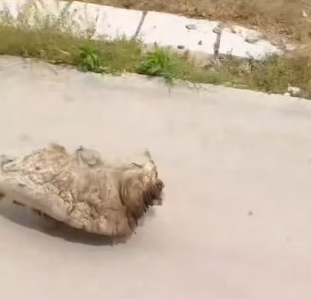 T2401008,What once lived in fear now trusts again proof that love can heal 😢 #animalstory #rescue