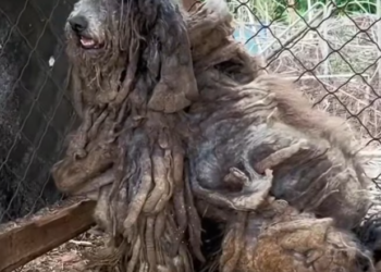 T2401009,Lost and hopeless before now safe and cherished where it belongs 💔 #animalrescue #hope